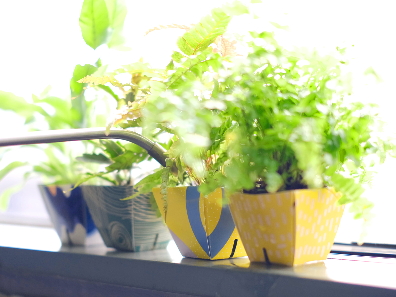 育てる楽しさを身近に